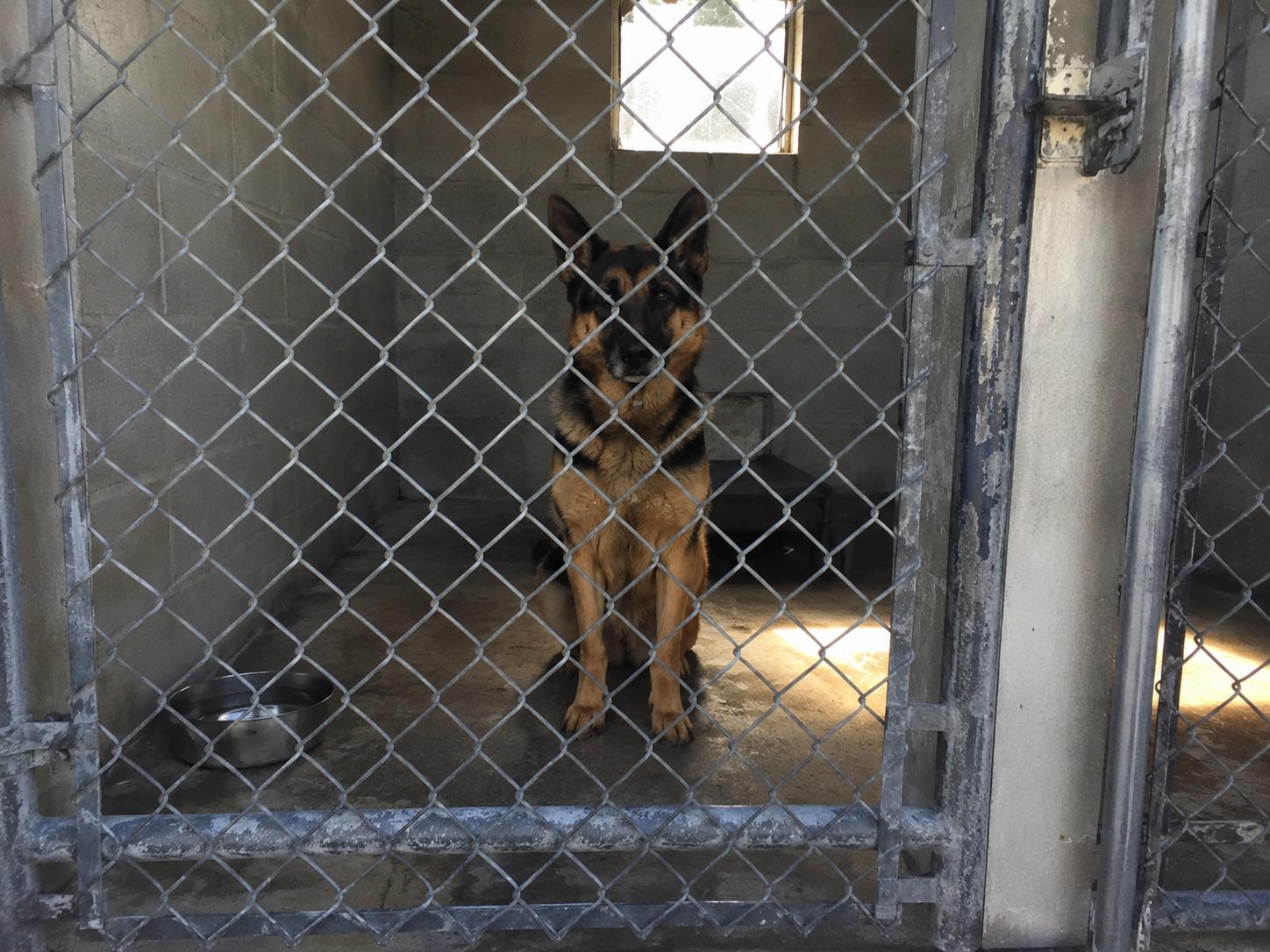 He fought for a year to adopt the dog he served with. When they opened the kennel door, she did something no one had trained her to do.