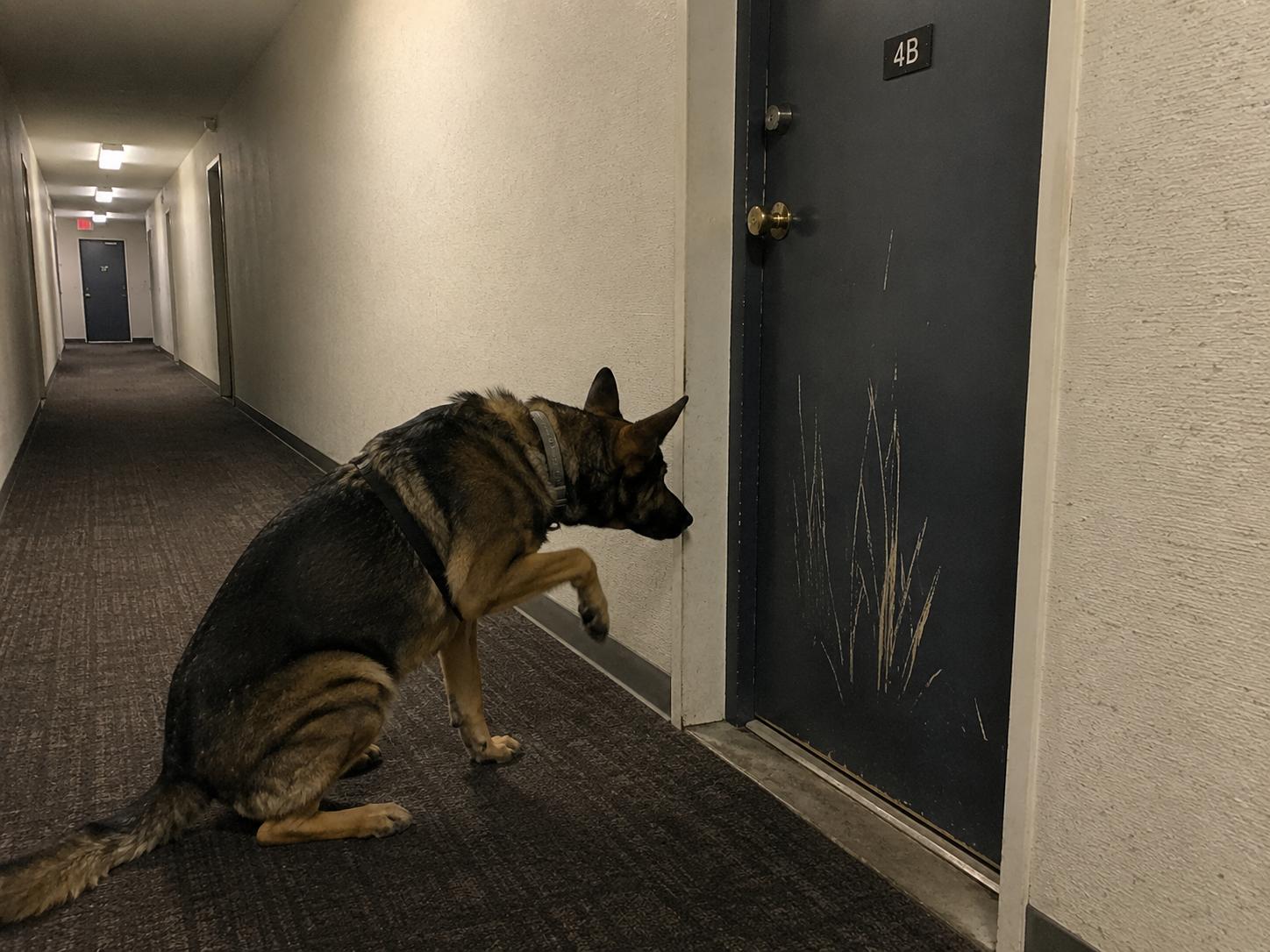 A dog scratched at the same apartment door every morning at 6:47 AM for seven days straight. When the neighbor finally opened it, everyone in the hallway went silent.