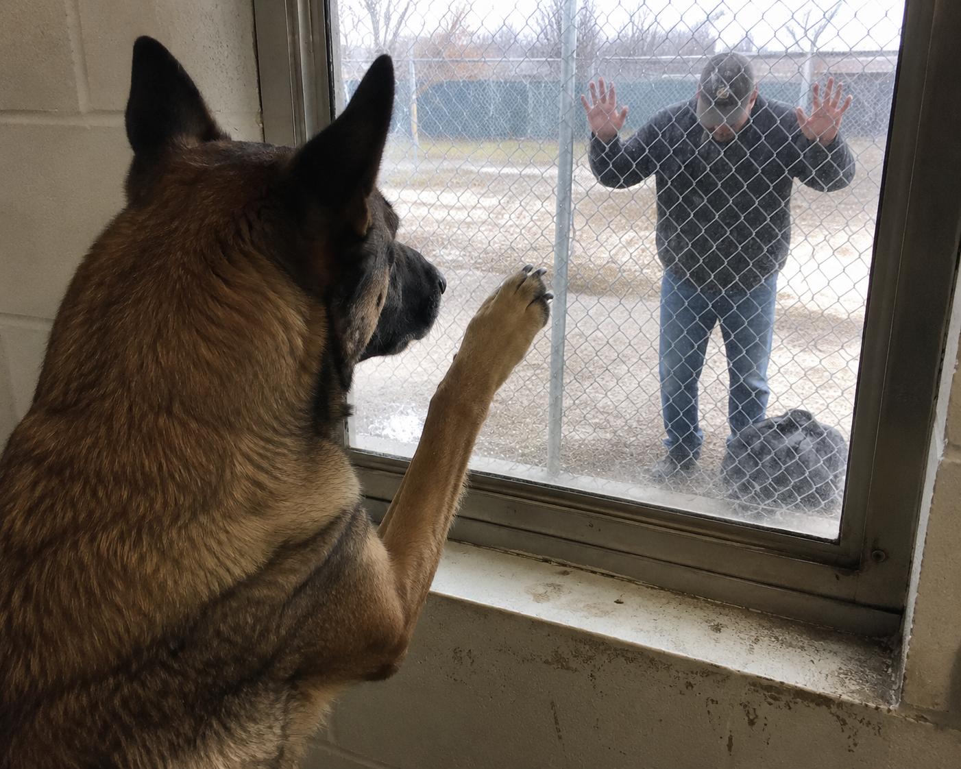 After a year of fighting the military to adopt his retired K9, the handler finally cleared the paperwork. The dog had been waiting at the same kennel window every single morning.
