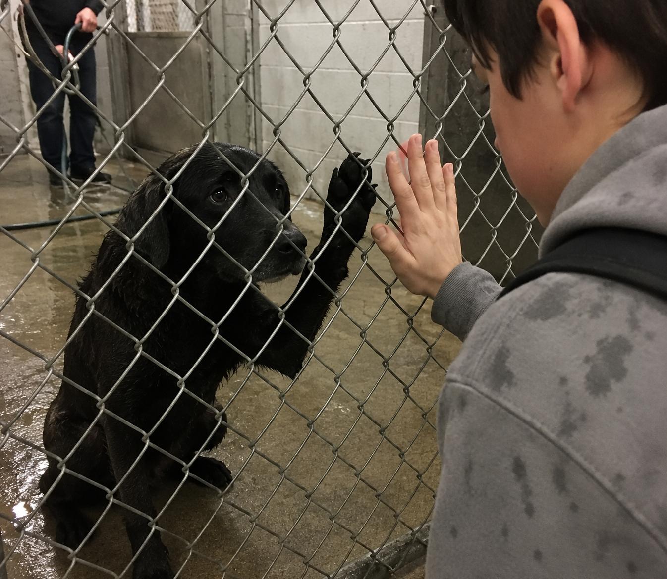 A shelter dog sat frozen in the back corner of her kennel refusing to move. Then a twelve-year-old foster kid pressed his hand against the glass and she lifted her left paw.