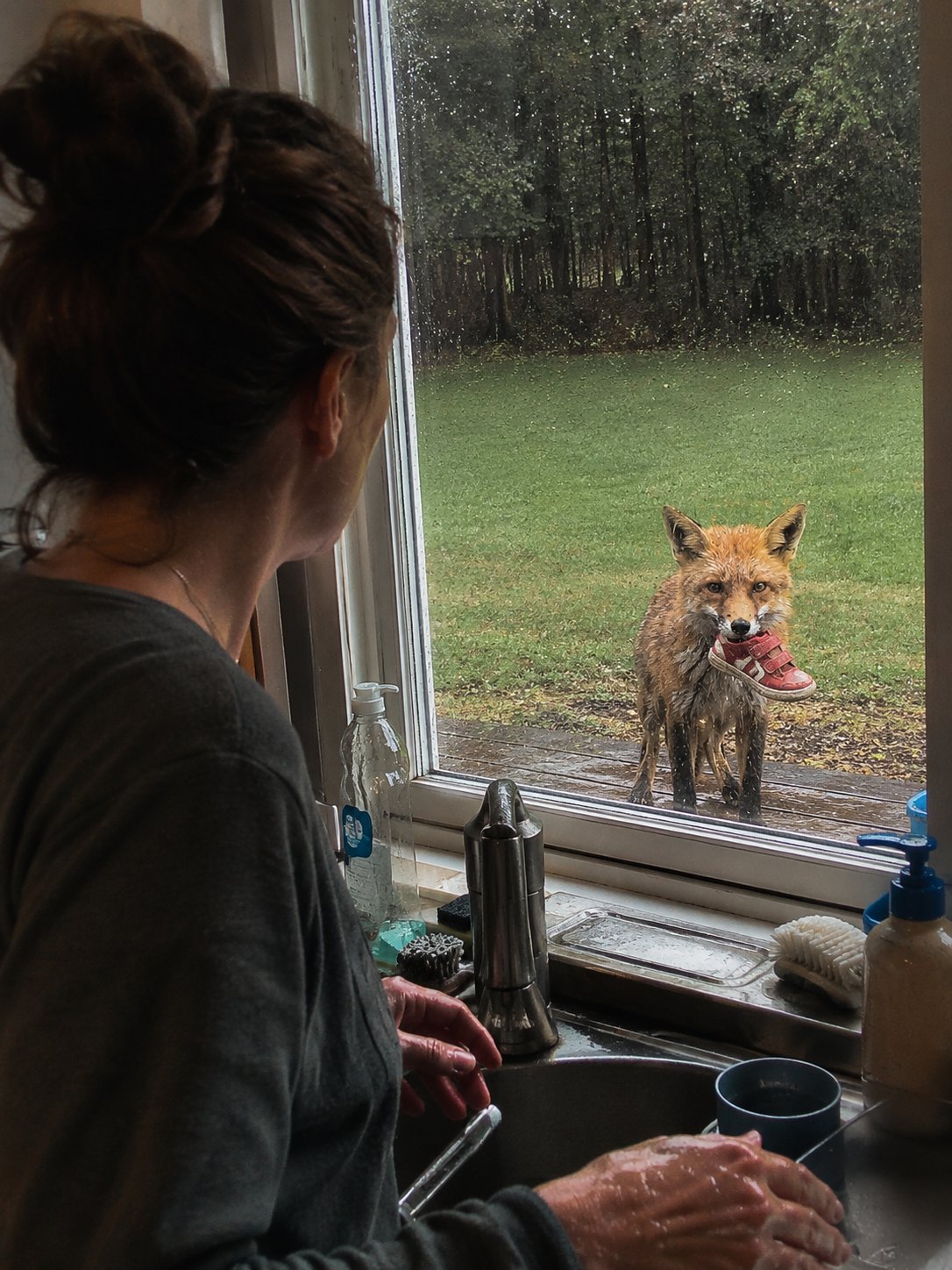 She released the fox she’d raised back into the wild a year ago. Yesterday it appeared at her back door holding a child’s sneaker in its mouth.