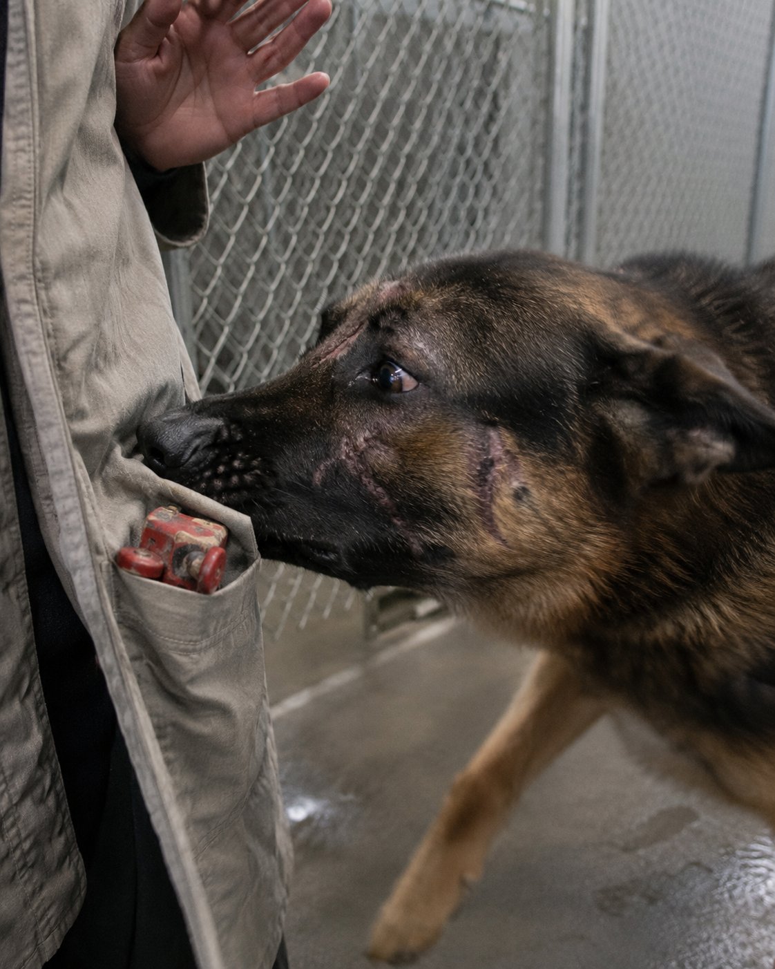 A shelter volunteer reached into the kennel. The dog lunged. Then she saw his collar — and the name written on it was hers.