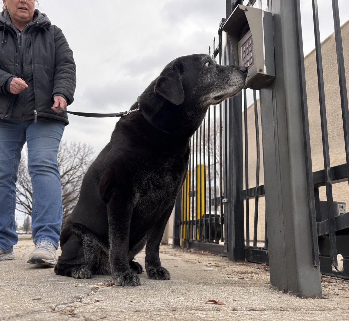 A woman adopted the oldest dog in the shelter on Thursday. On Saturday morning, the dog led her to a storage unit she didn’t know her late husband had rented.