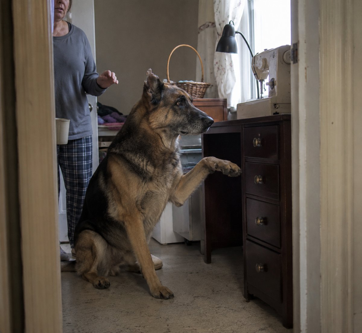 A woman adopted the oldest dog in the shelter. Three days later, he walked to a drawer she’d never opened and sat completely still.