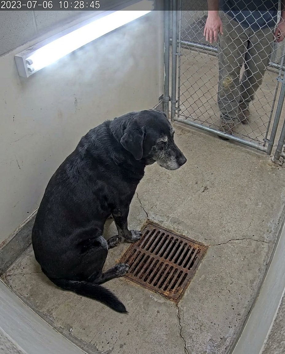 A shelter dog refused to leave the “broken” kennel for 8 days. The new volunteer opened the drain grate and found what he was guarding.